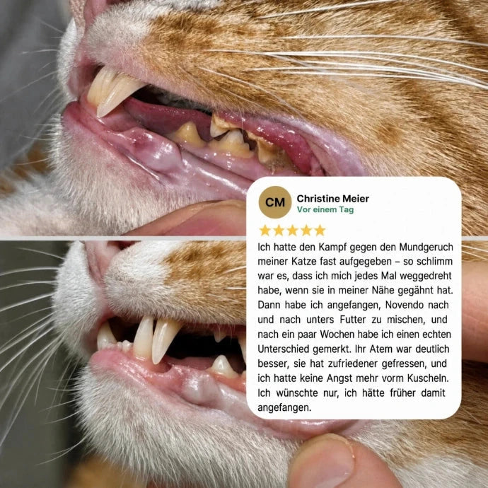 Novendo Zahnpulver für Katzen