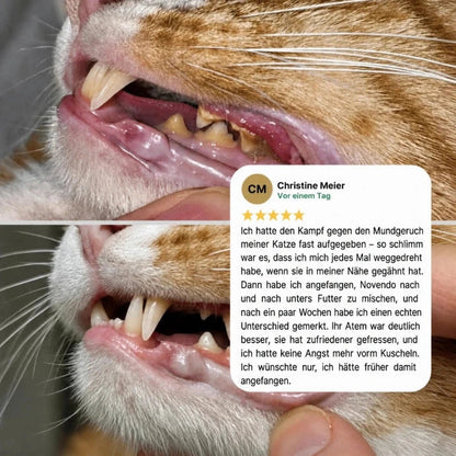 Novendo Zahnpulver für Katzen