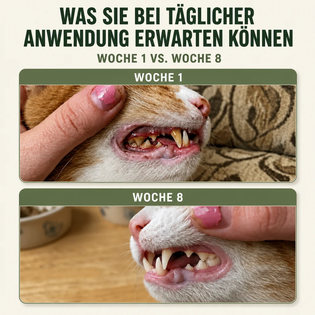 Novendo Zahnpulver für Katzen