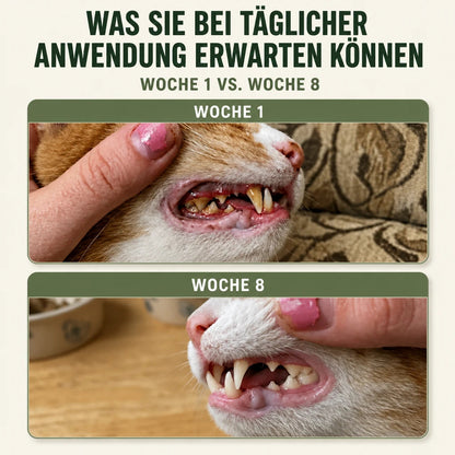 Novendo Zahnpulver für Katzen